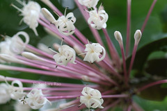 Clerodendrum quadriloculare